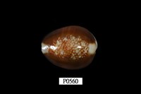 藏品(雪山寶螺)的圖片